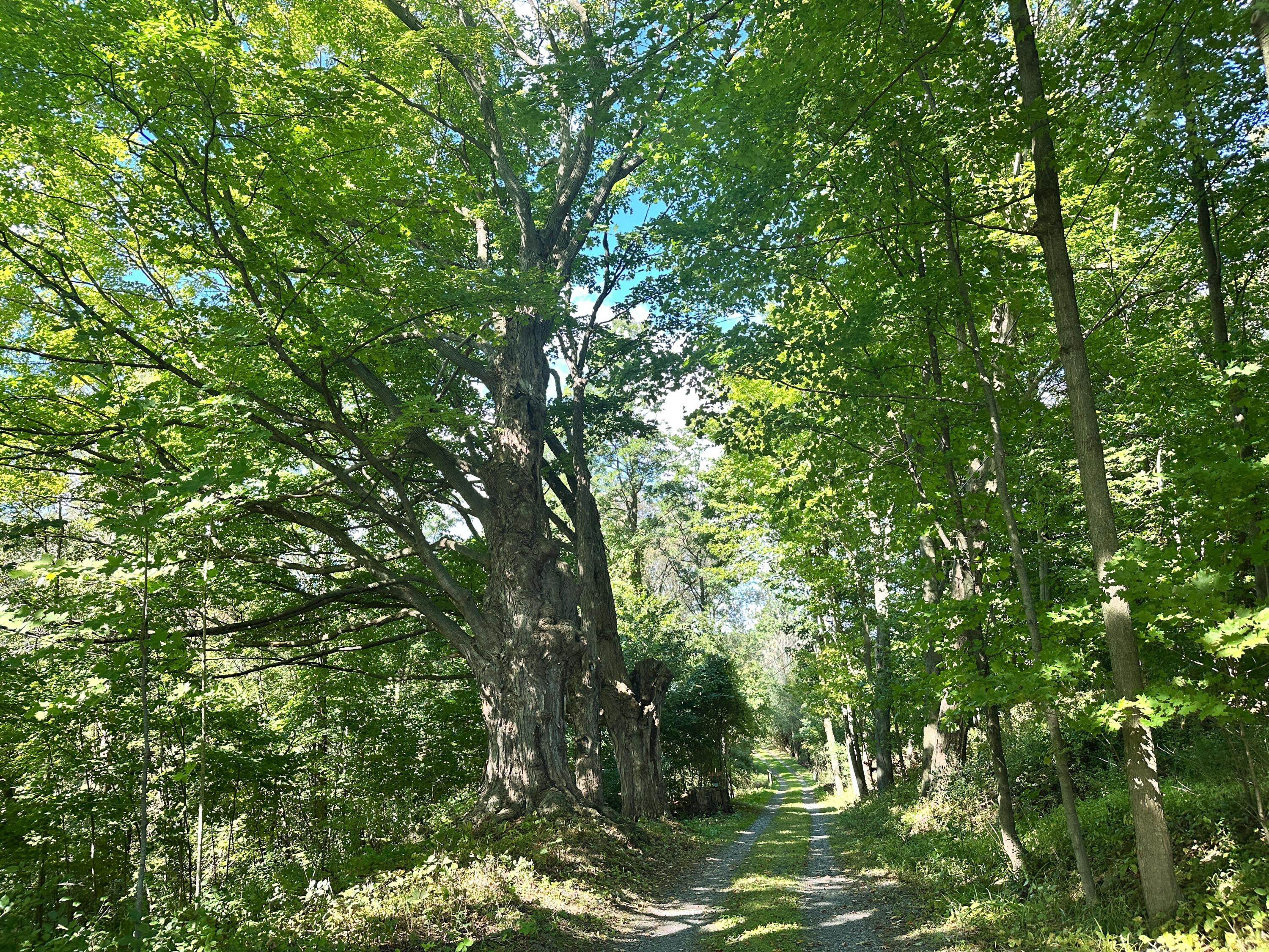 6600 Route 22 Plattsburgh NY 12901