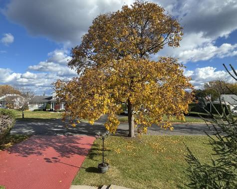 14 Olivetti Place Plattsburgh NY 12901