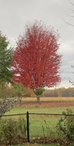 167 Dickson Point Road Plattsburgh NY 12901