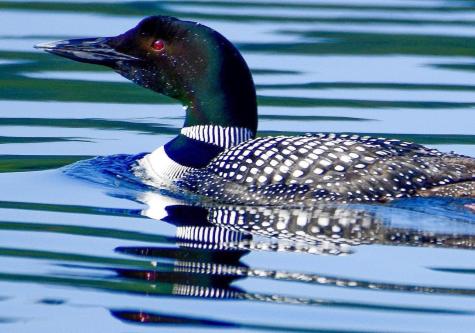 178 Island Road Black Brook NY 12912