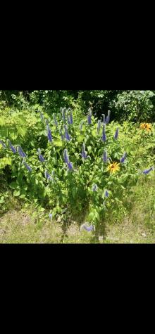 772 Bear Swamp Road Peru NY 12972