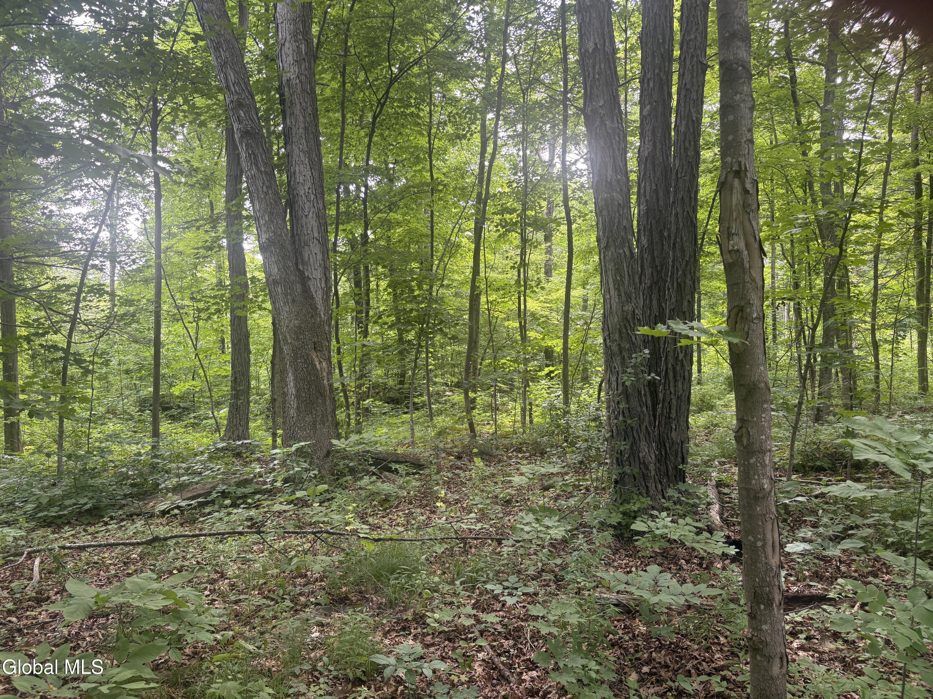 L1.022 Delaware Delmar NY 12054