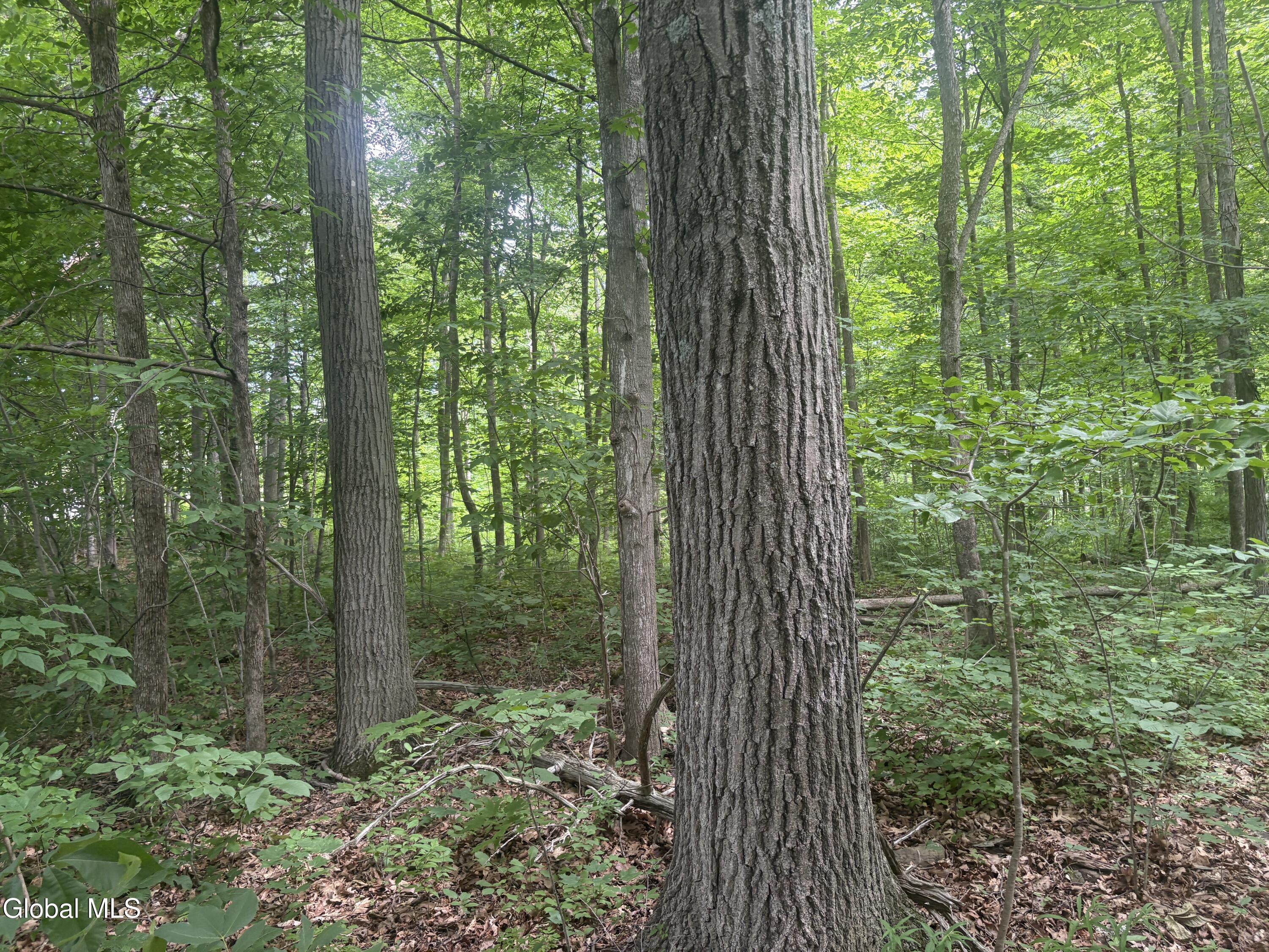 L1.022 Delaware Delmar NY 12054