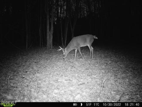181 Gray Road Altamont NY 12009