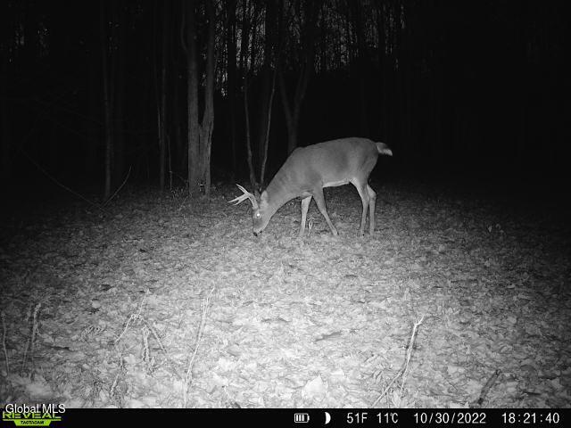 181 Gray Road Altamont NY 12009