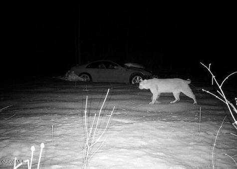 181 Gray Road Altamont NY 12009