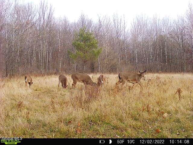 181 Gray Road Altamont NY 12009