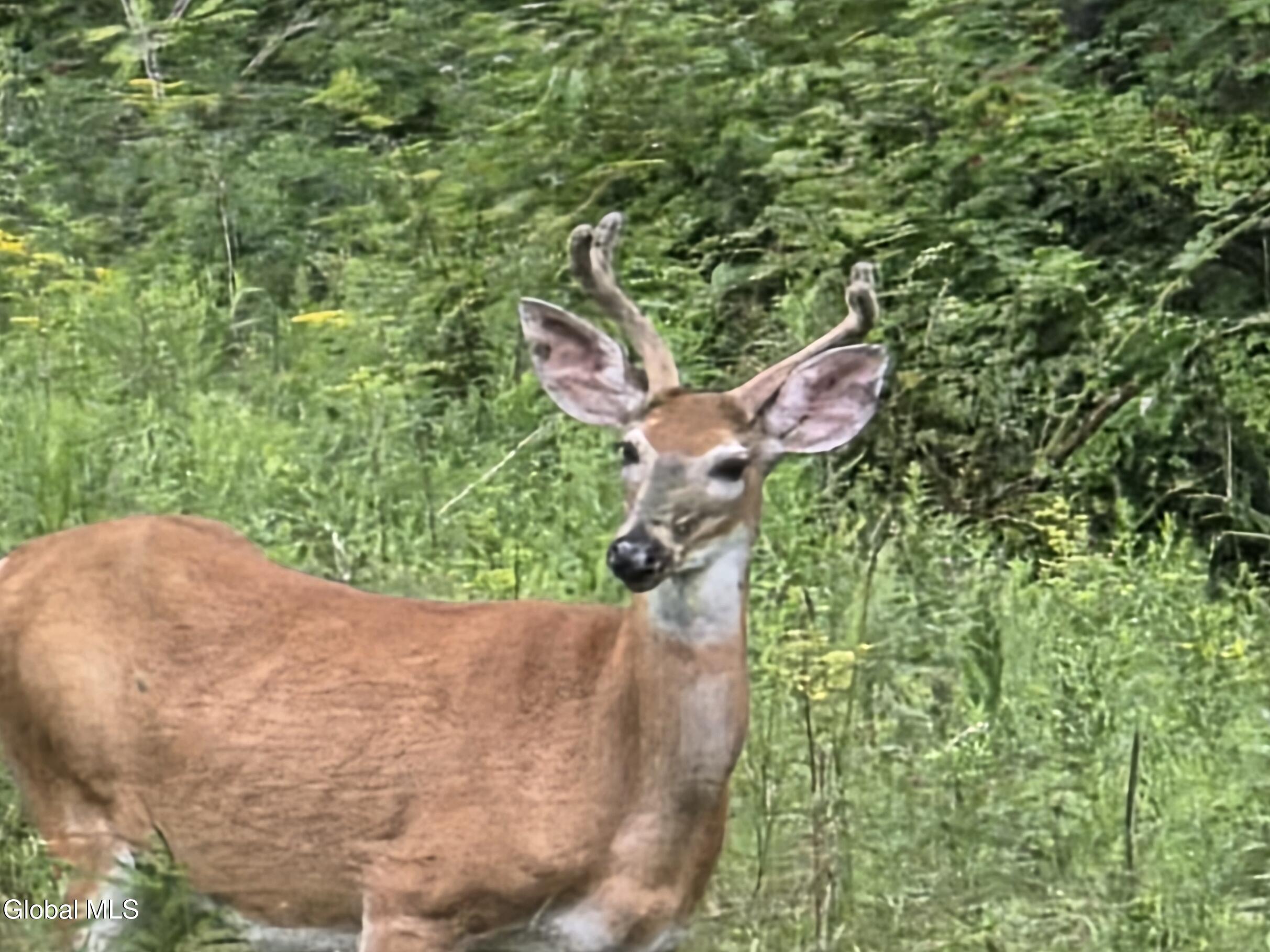 762 County Highway 16 Mount Vision NY 13415