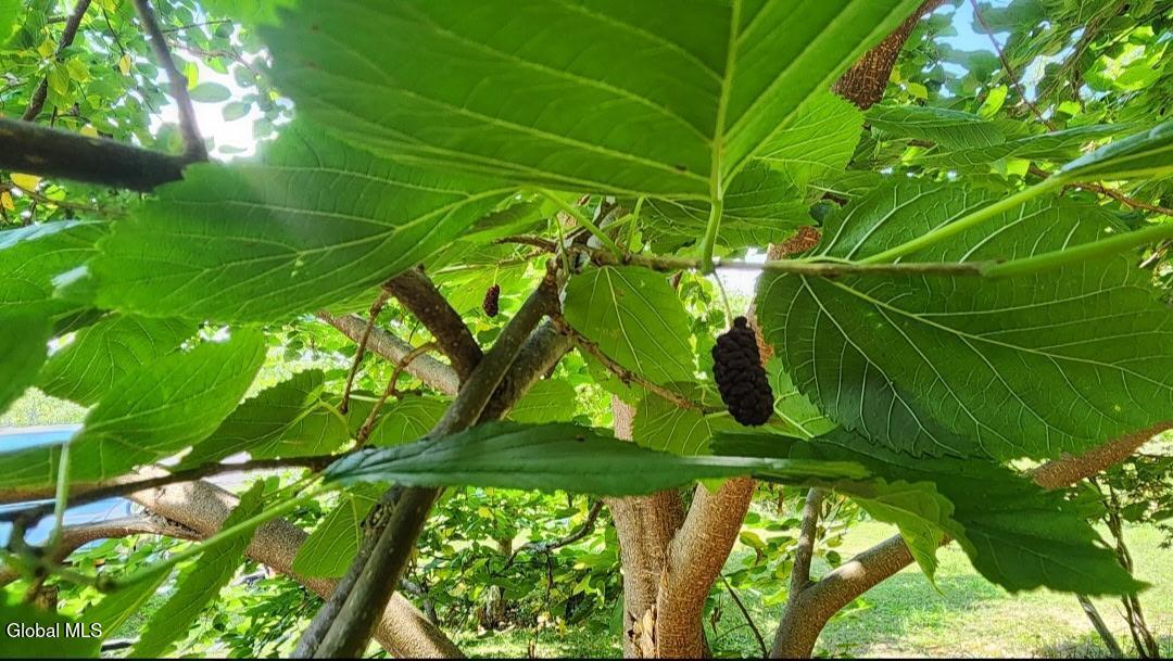 2071 Highway Route 20 Cobleskill NY 12043