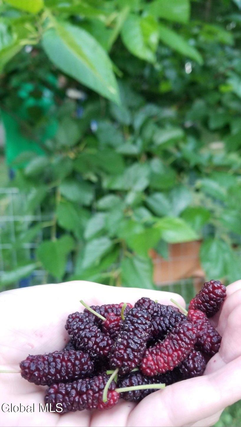 2071 Highway Route 20 Cobleskill NY 12043