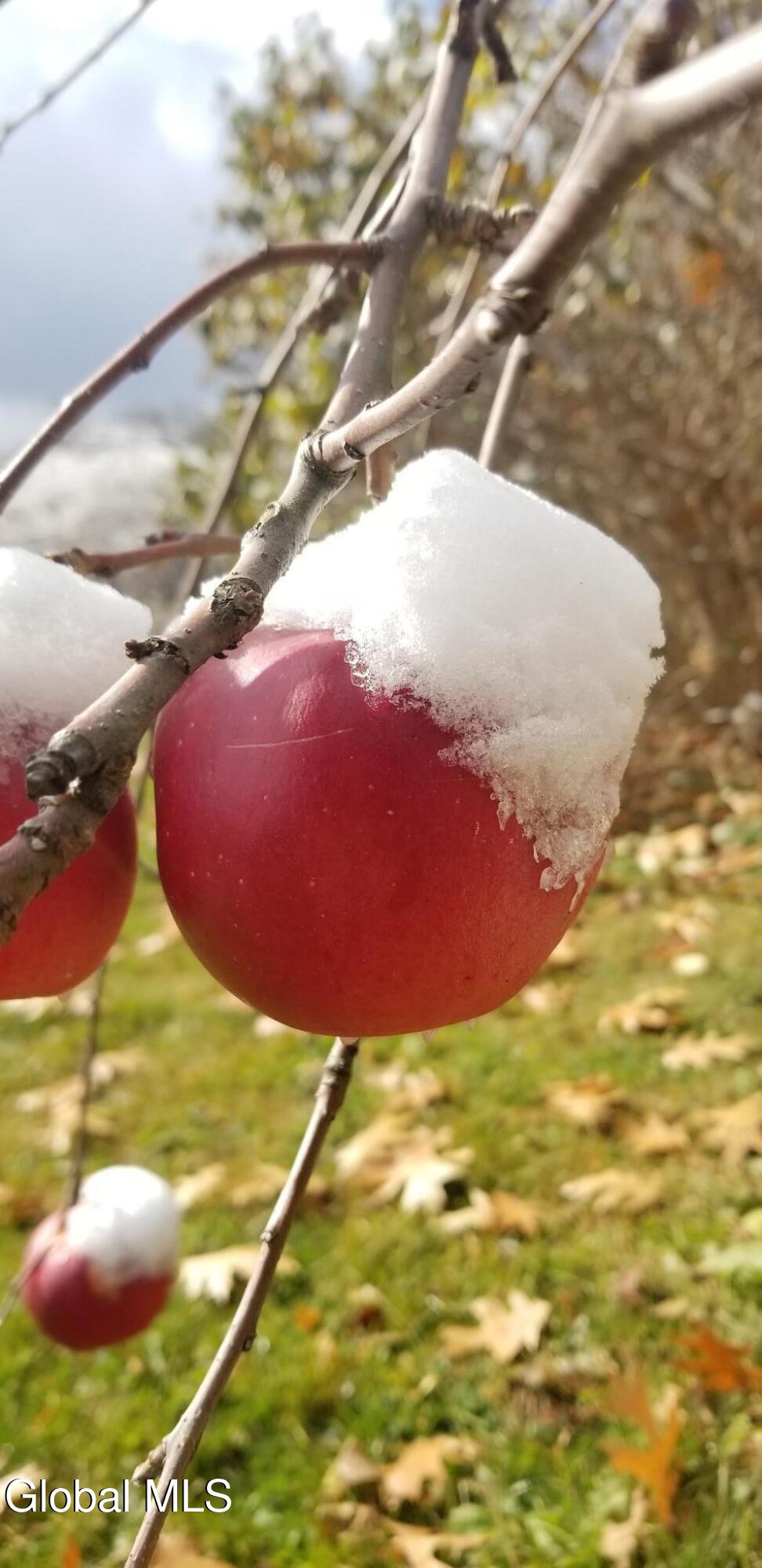 2071 Highway Route 20 Cobleskill NY 12043