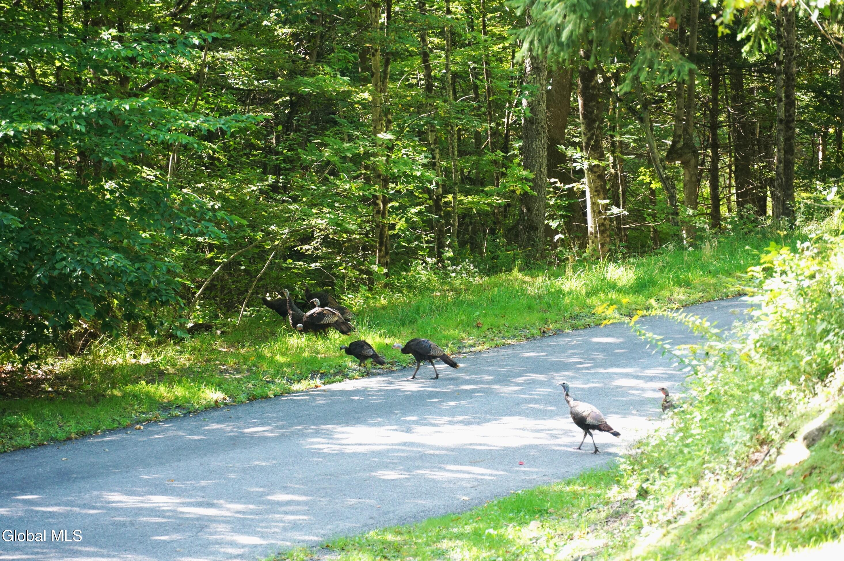 289 County Route 4 Prattsville NY 12468