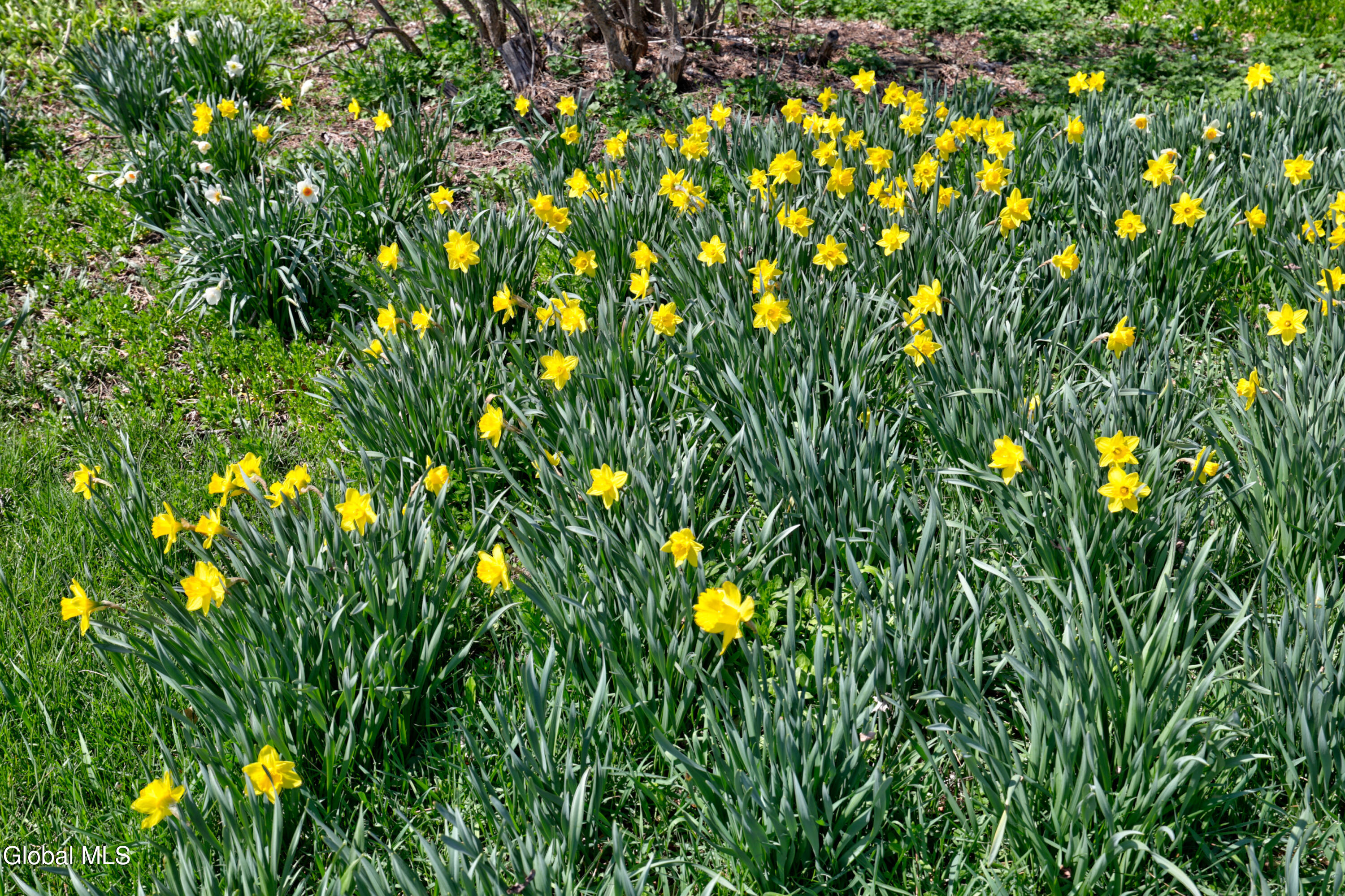 4268 Frederick Road Altamont NY 12009