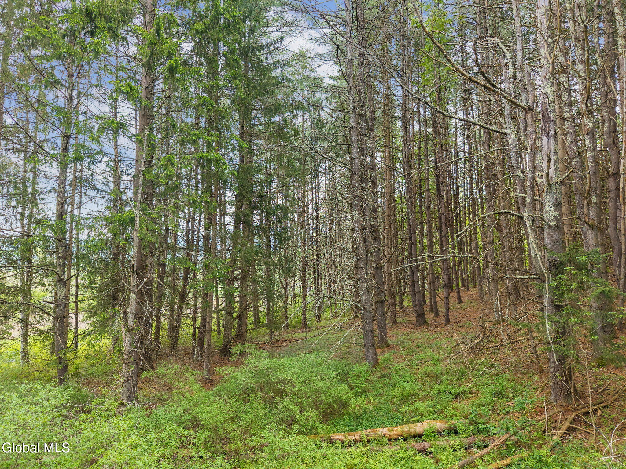 1432 Shew Hollow Road Gilboa NY 12076