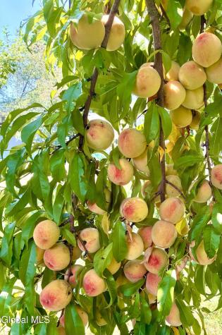 627 Via Ponderosa Schenectady NY 12303