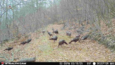 1740 Huntersland Road Middleburgh NY 12122