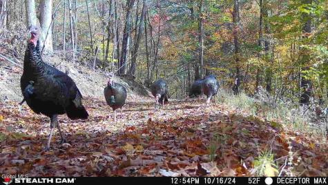 1740 Huntersland Road Middleburgh NY 12122