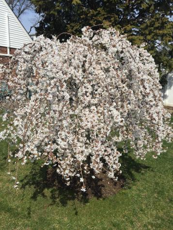 233-16 87th Avenue New York City NY 11427