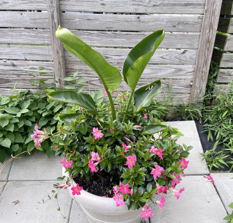 1147 Hancock Street New York City NY 11221