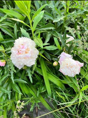 7595 Co Road 19 Fredericktown OH 43019