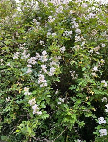 7595 Co Road 19 Fredericktown OH 43019