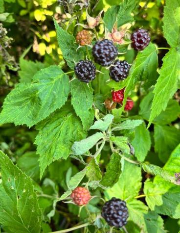 7595 Co Road 19 Fredericktown OH 43019