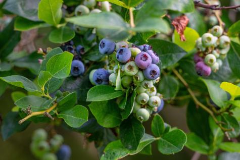 11936 Yankee Street Fredericktown OH 43019