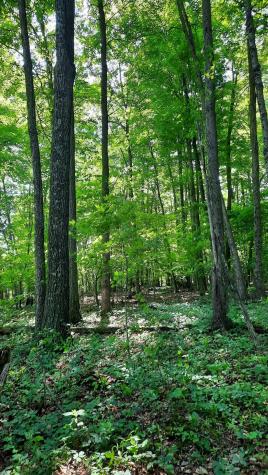 11936 Yankee Street Fredericktown OH 43019