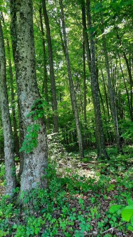 11936 Yankee Street Fredericktown OH 43019