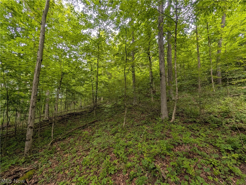 County Road 36 Bloomingdale OH 43910