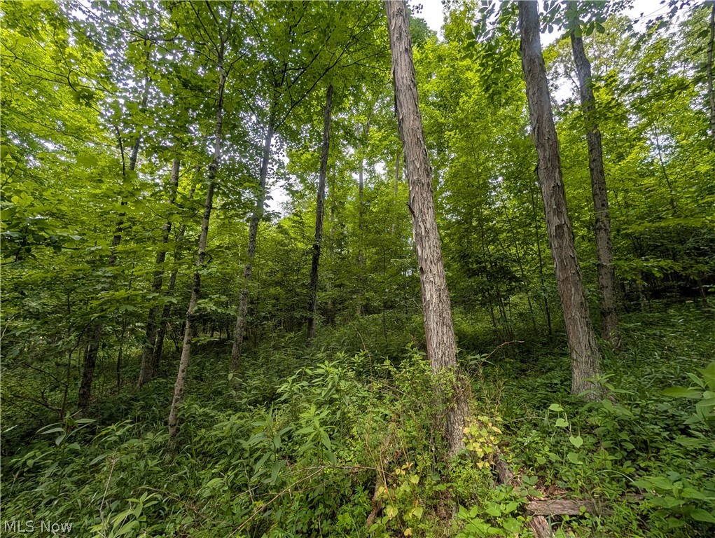 County Road 36 Bloomingdale OH 43910