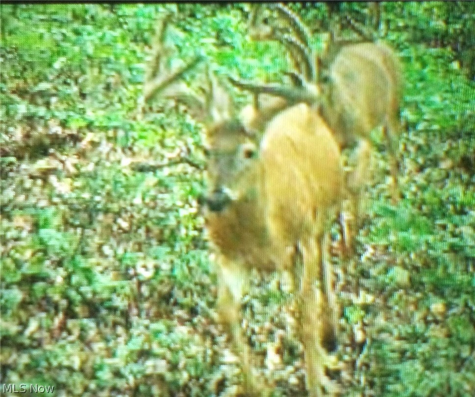 Sheepskin Ridge Road Lower Salem OH 45745