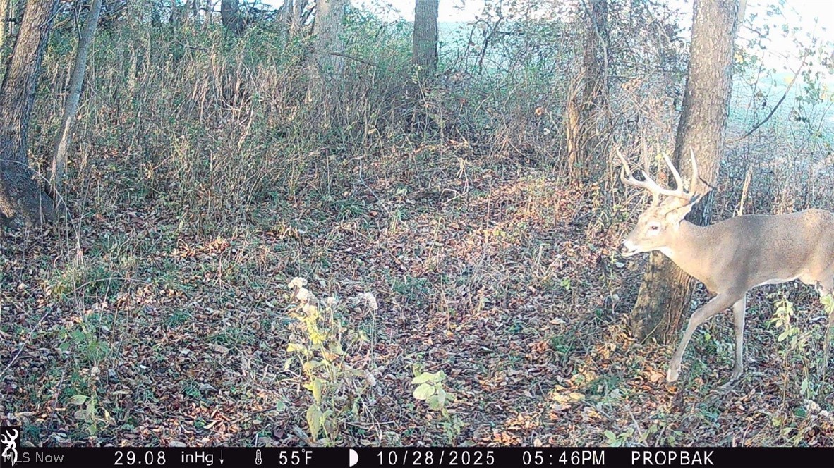 Trail 88 Coshocton OH 43824