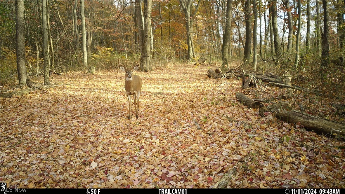 Scroll Road Carrollton OH 44615