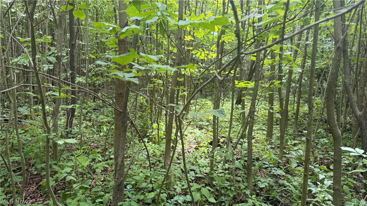 Ninevah Road Geneva OH 44041