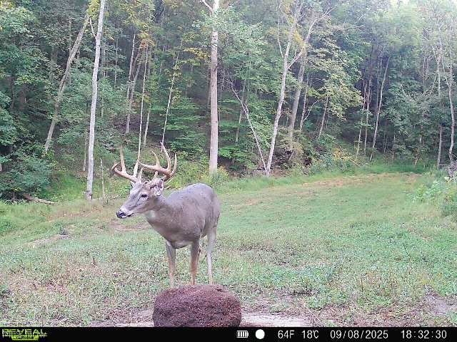 62319 Glencoe Road Belmont OH 43718