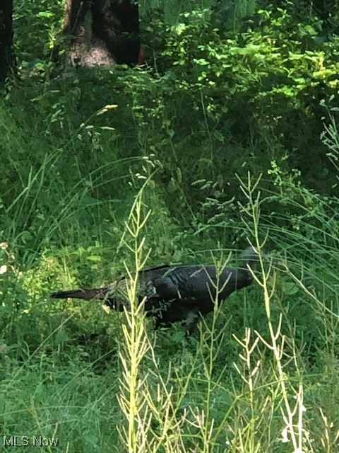 Ville Wilson Mills Road Chardon OH 44024