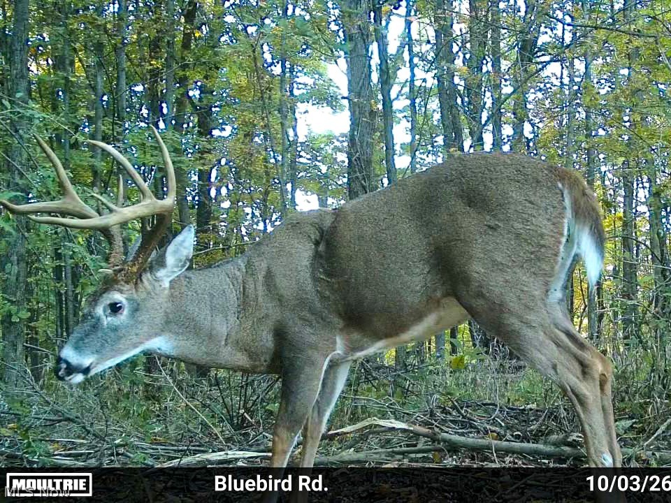 7145 Bluebird Road East Canton OH 44730
