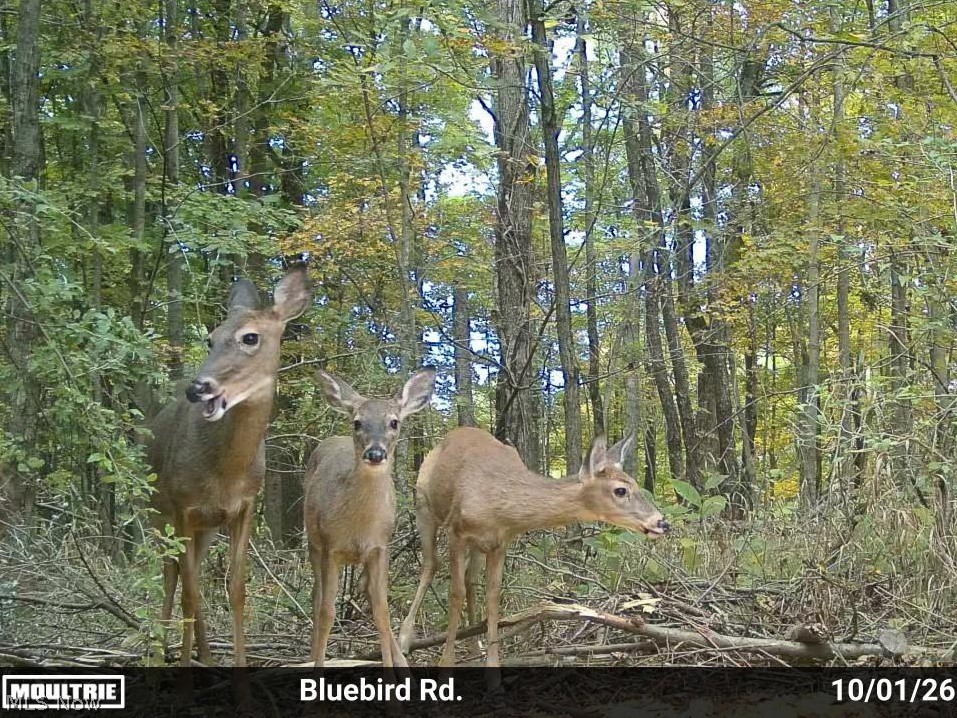 7145 Bluebird Road East Canton OH 44730