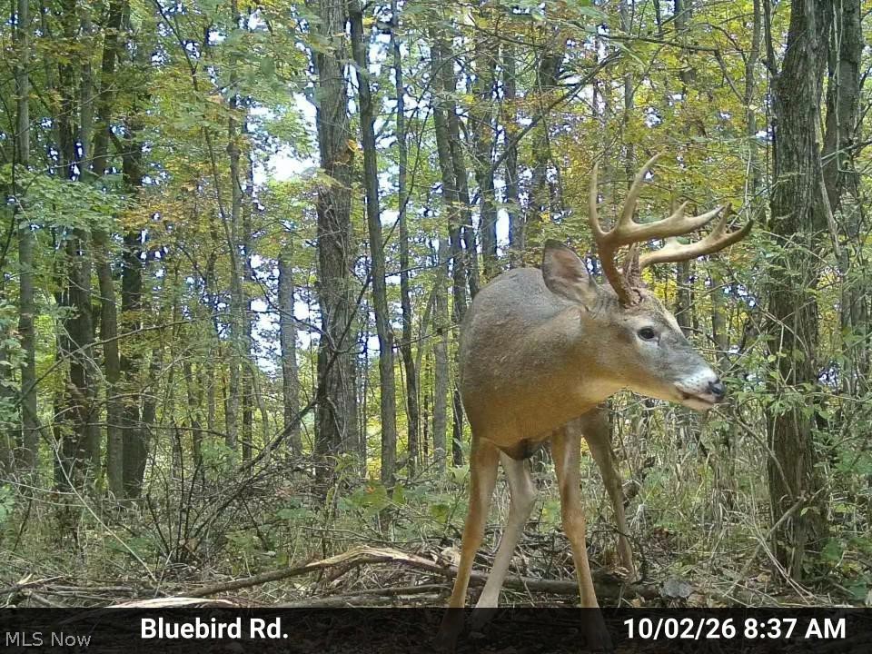 7145 Bluebird Road East Canton OH 44730