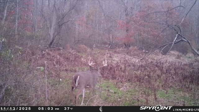 Buzzard Road Wellsville OH 43968