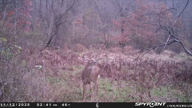 Buzzard Road Wellsville OH 43968