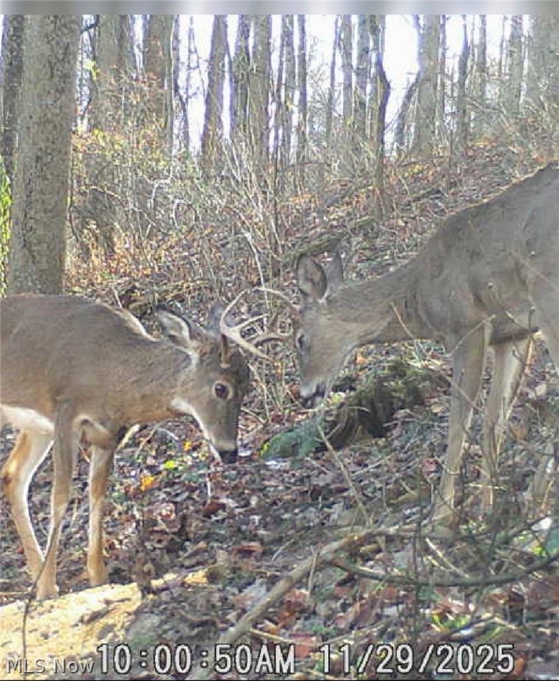 Pugh Road Cadiz OH 43907