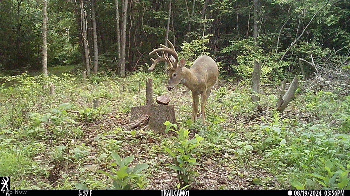 Marlott Run Road Newcomerstown OH 43983