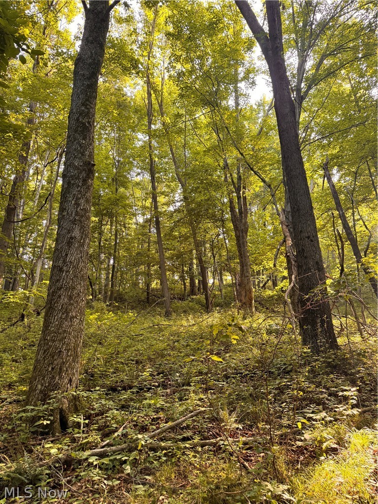 91695 Harrison Road Scio OH 43988
