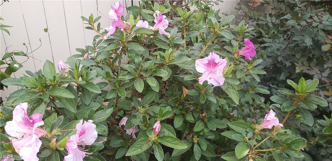 1654 Clarence Avenue Lakewood OH 44107