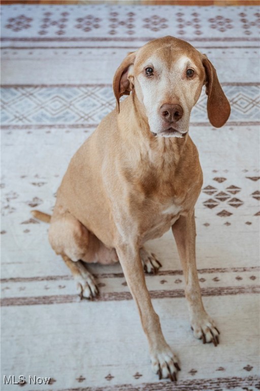 225 Linwood Lane Aurora OH 44202