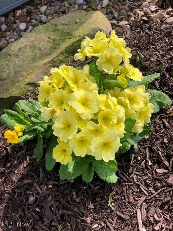 8863 Riverwood Drive North Ridgeville OH 44039