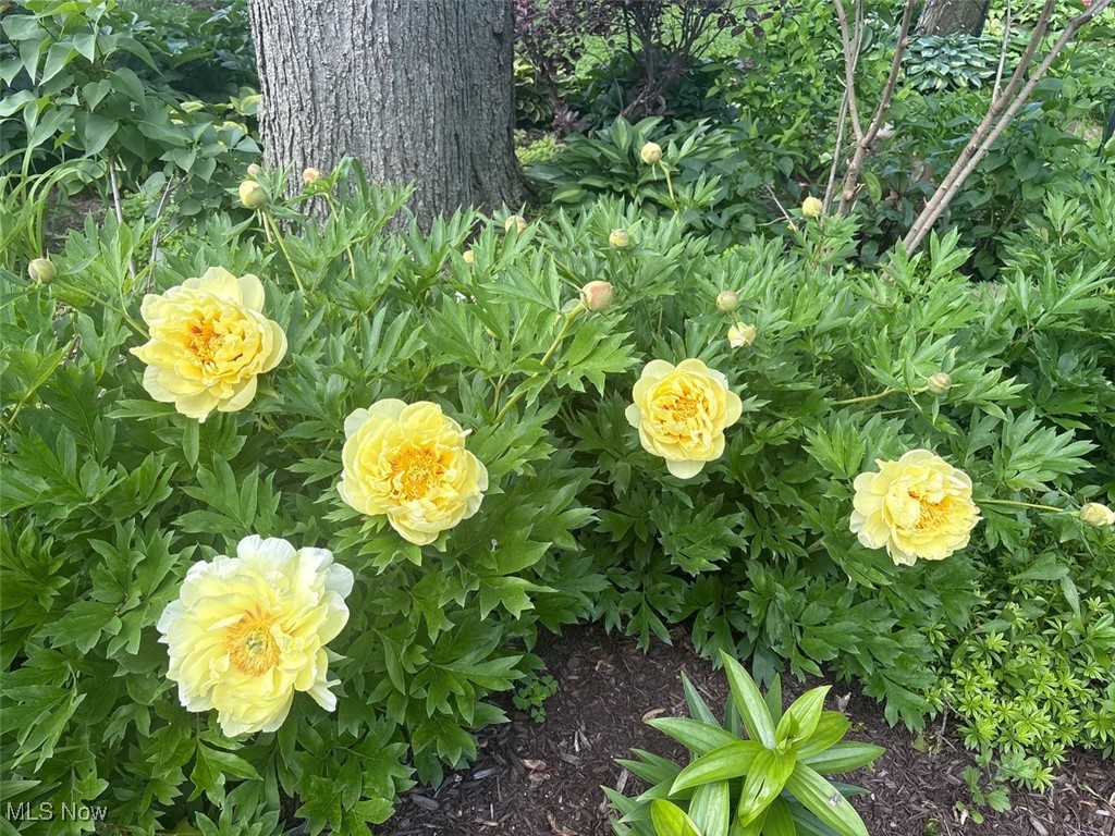 8863 Riverwood Drive North Ridgeville OH 44039