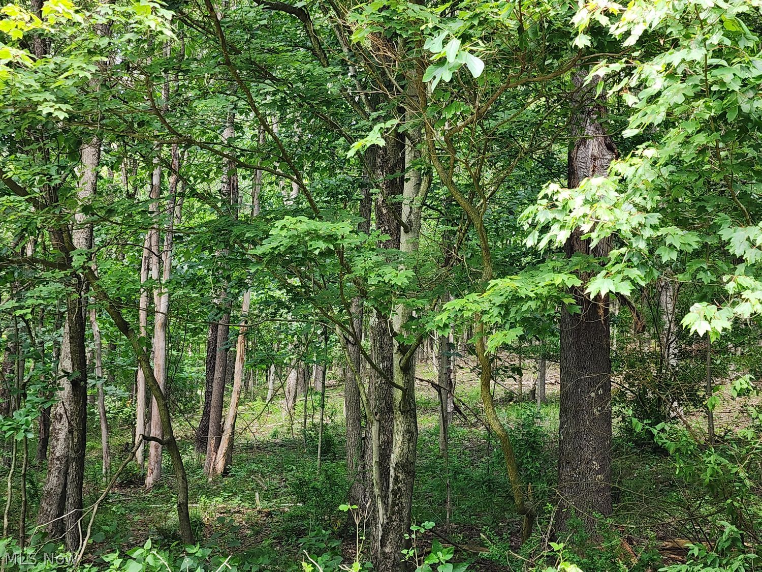 1220 Whispering Pines Lane SW Dellroy OH 44620
